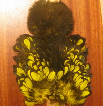 American hen soft hackle w/chickabou  blw/ yellow  Whiting